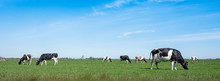 Spotted Cows In Green Meadow Under Blue Sky In Holland