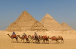 Group of camels crosses the Great Pyramids of Giza