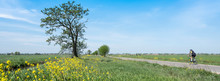 Man Training On Bicycle In Spring Landscape With Flowers Between Utrecht And Amsterdam In Holland