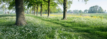 Park Of Castle De Haar Near Utrecht In Holland With Spring Flowers