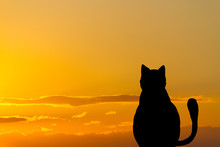 猫のシルエットの夕日 無料画像 - Public Domain Pictures