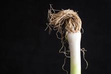 Dry Green Leek With Roots On Dark Background View