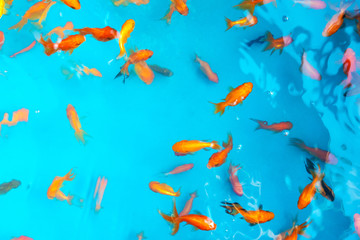 colored tropical fish in a decorative pond. orange decorative fish on a blue background. flock of or