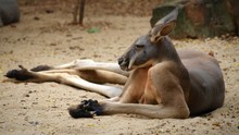 Close-up Of Kangaroo Lying On Field