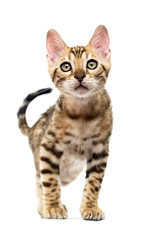 Wall Mural - Bengal kitten goes and looks forward on a white background