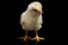 A Newborn Yellow Chick `free-range Chicken` `village Chicken`(Gallus Domesticus). Isolated On Black Background
