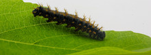 Closeup Of Large Spiky Hairy Caterpillar On A Green Leaf Isolated On White Background