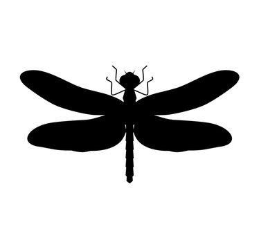 Dragonfly. Black silhouette dragonfly on white background.
