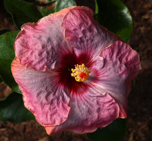 Beautiful Tropical Hibiscus Rosa Sinensis Flower Close-up With Very Nice Dark Pink Color.