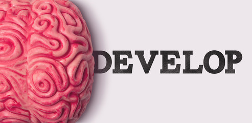 Wall Mural - develop word next to a human brain model