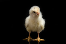A Newborn Yellow Chick `free-range Chicken` `village Chicken`(Gallus Domesticus). Isolated On Black Background