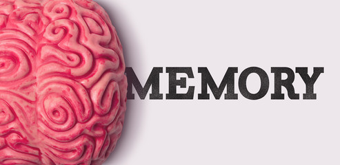 Wall Mural - Memory word next to a human brain model