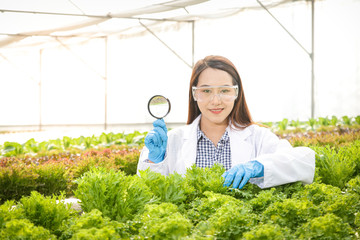 A researcher with a magnifying glass To study vegetables grown with hydroponic systems and AB fertilizer added into the water system. Healthy food concept, non-toxic