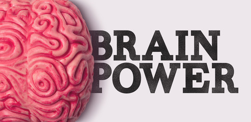 Wall Mural - Brain power word next to a human brain model