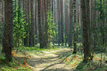 Naklejka na meble coniferous forest in Sunny weather