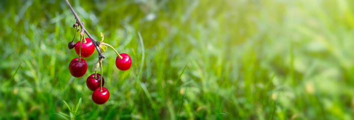 Wall Mural - Red ripe cherry in front of green grass. Summer wallpaper