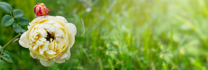 Wall Mural - Yellow rose on green grass background