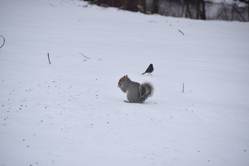 Wall Mural - Grey Squirrel