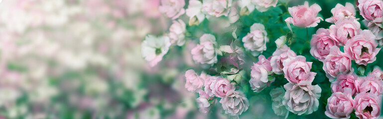 Wall Mural - Background with pale pink roses. Greeting concept
