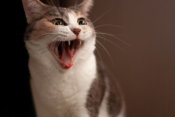 close up portrait of a cat