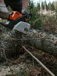© Anastasia Walker - lumberjack cuts down trees with a chainsaw