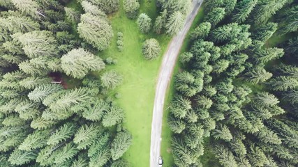 Wall Mural - Aerial view of alpin pinewood in summer season, forest overhead panorama from flying drone