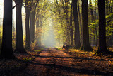 Fototapeta Dmuchawce - wstaje wiosenny dzień w lesie