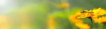 .Dragonfly. Banner.  A Large Dragonfly Sits On A Yellow Flower, Left Empty Space For Text