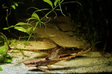 Wall Mural - Sturisomatichthys panamense, peaceful and helpful flamboyant freshwater algae eater species, adult pair show natural behaviour on sand bottom of nature planted aquadesign tank