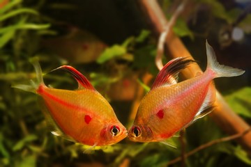 fight for territory of strong adult males of bleeding heart tetra, typical blackwater characin fish behaviour in blackwater biotope aquarium, endemic of Rio Negro basin