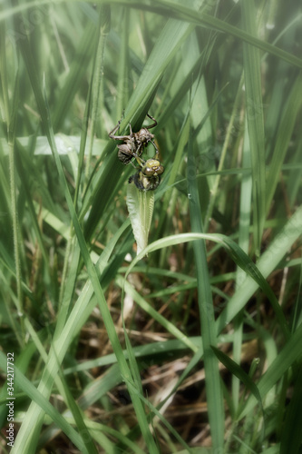 Close-up of an insect emerging from its pupa to transform into an insect flying in its natural habitat Tableau sur Toile