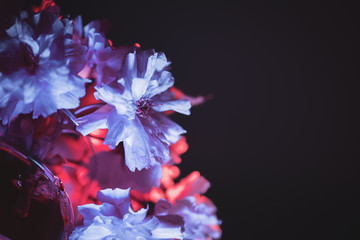 Wall Mural - Cherry Blossom Against Dark Background