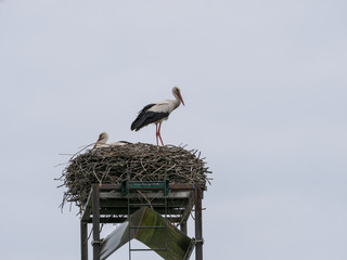 Weißstörch in Nest bei der Bruht