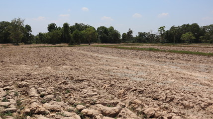 The empty land prepares the area for rice planting next season.