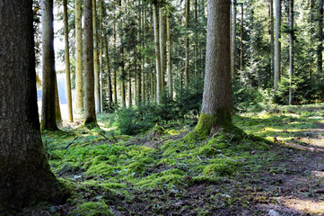 Fototapeta der sommer im schwarzwald