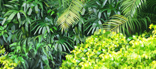 Green Background Of Dense Lush Vegetation In The Jungle