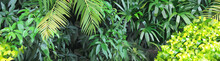 Panoramic Background Of Dense Green Vegetation In The Jungle