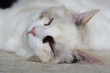 Śpiący kot ragdoll