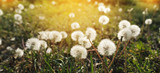 Fototapeta Dmuchawce - Meadow with dandelions at sunset.