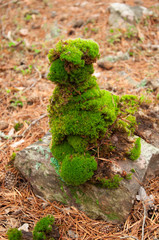 Green moss piled on top of a stone in a pine forest.