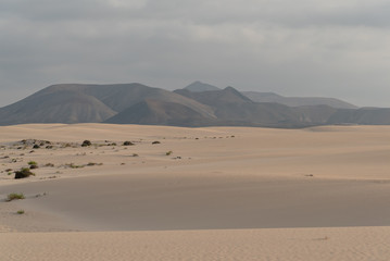 Wall Mural - Deserted beach of Fuerteventura Canary Island