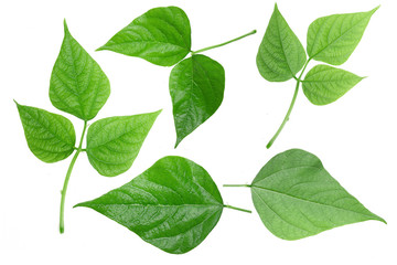 Green bean leave and pods of the beans on isolated white background