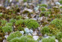 Close-up Of Plants Growing On Field