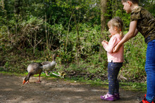 Two Siblings Kids, Cute Little Toddler Girl And School Boy Feeding Wild Geese Family In A Forest Park. Happy Children Having Fun With Observing Birds And Nature