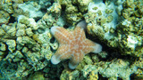 Fototapeta Do akwarium - orange and large starfish in the sea , in the coral reef
