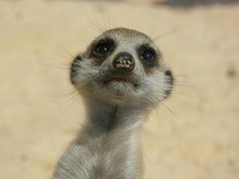 Close Up Of A Meerkat