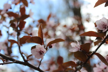 Wall Mural - Pink plum blossom in spring flowers tree in macro under blue, bright sky.