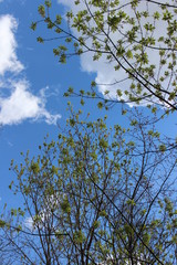 Wall Mural - Spring sky and branches with green leaves on background