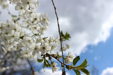 Wall Mural - Sunny, sakura, white flowers in blossom on background in macro