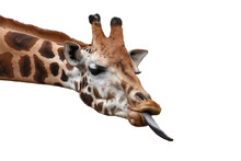 Funny Giraffe Head With Long Tongue Isolated On White Background.